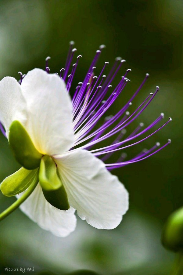 каперс колючий