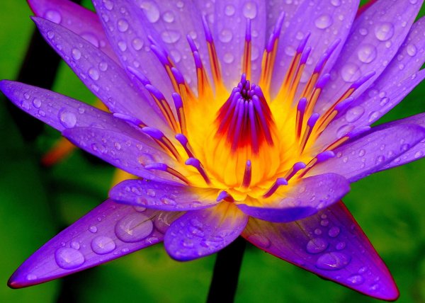 фиолетовый лотос