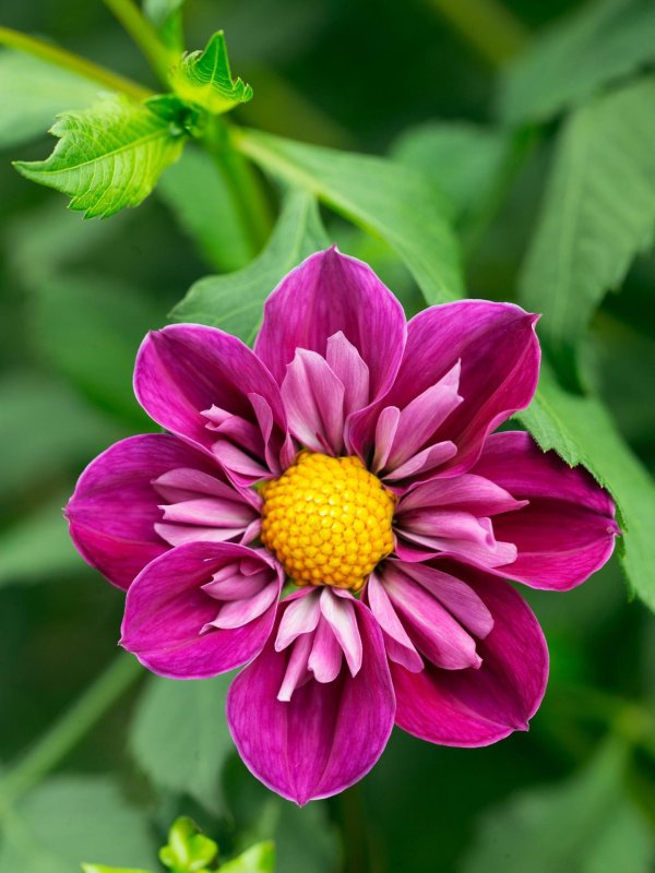 георгины однолетки