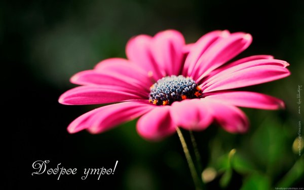 красивые цветочки