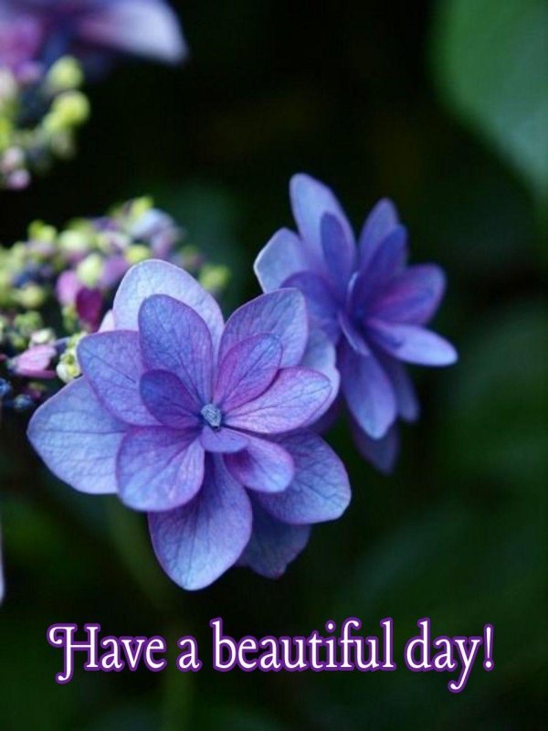 гортензия большая