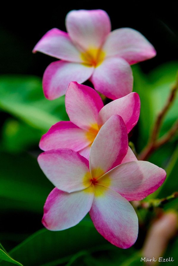 плюмерияфранжипанисиреневый каприз