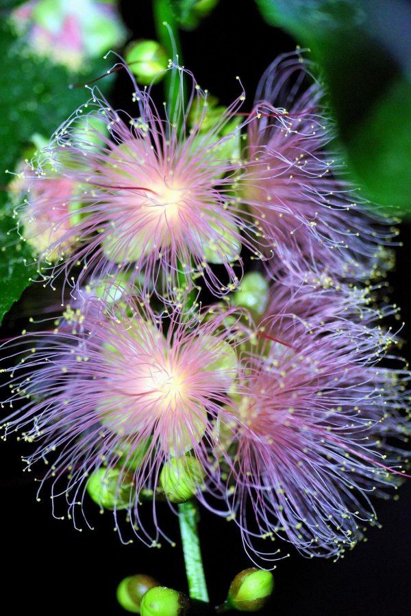 баррингтония азиатская