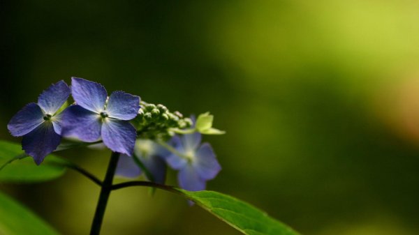 синие гортензии