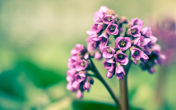 бадан толстолистный