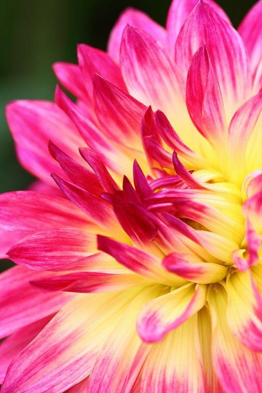 dahlia flower