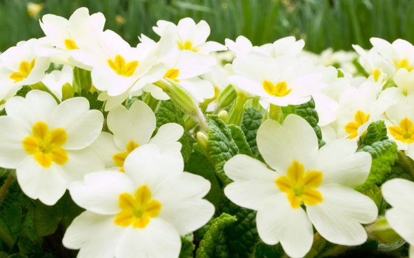 примула обыкновенная