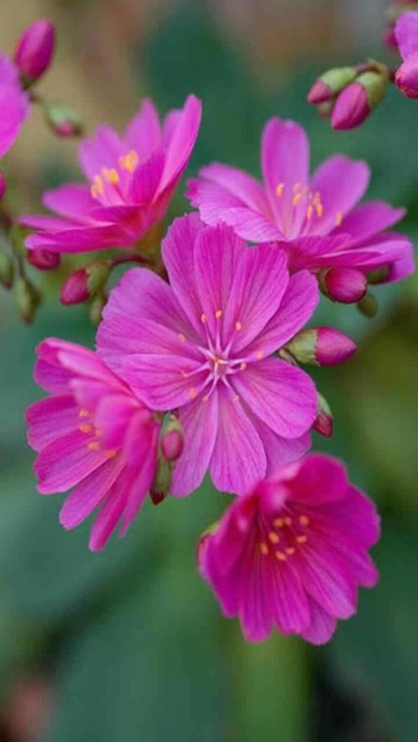 lewisia cotyledon