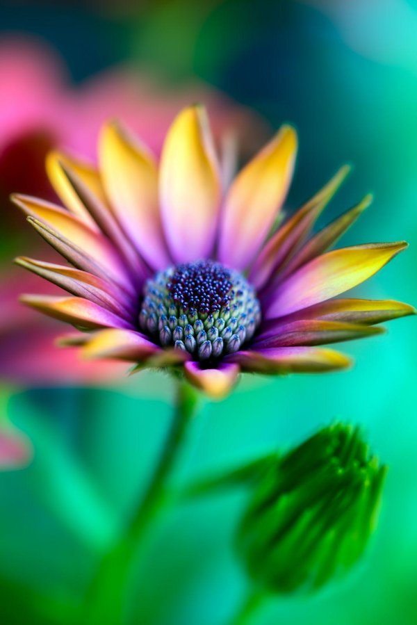 цветы красивая