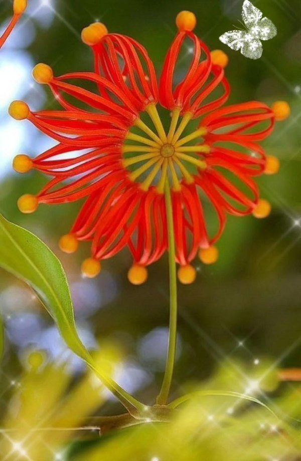 stenocarpus sinuatus