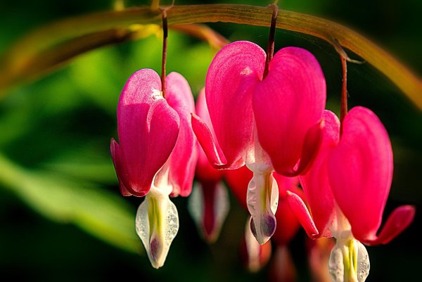 дицентра великолепная