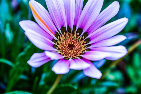 африканская ромашка газания