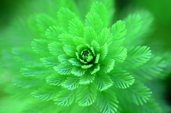 природа зеленая