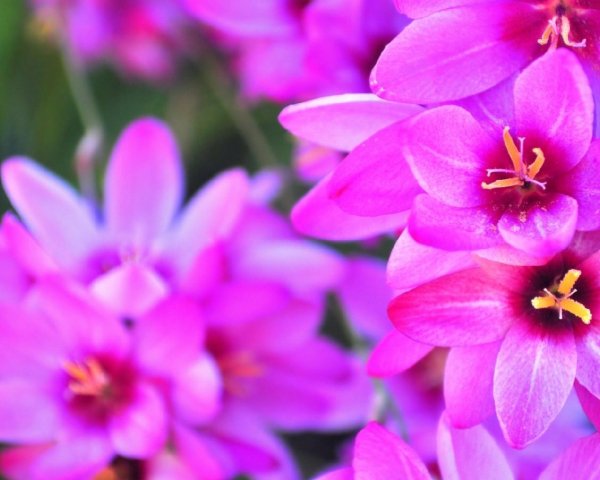 иксия венус