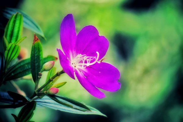 tibouchina urvilleana
