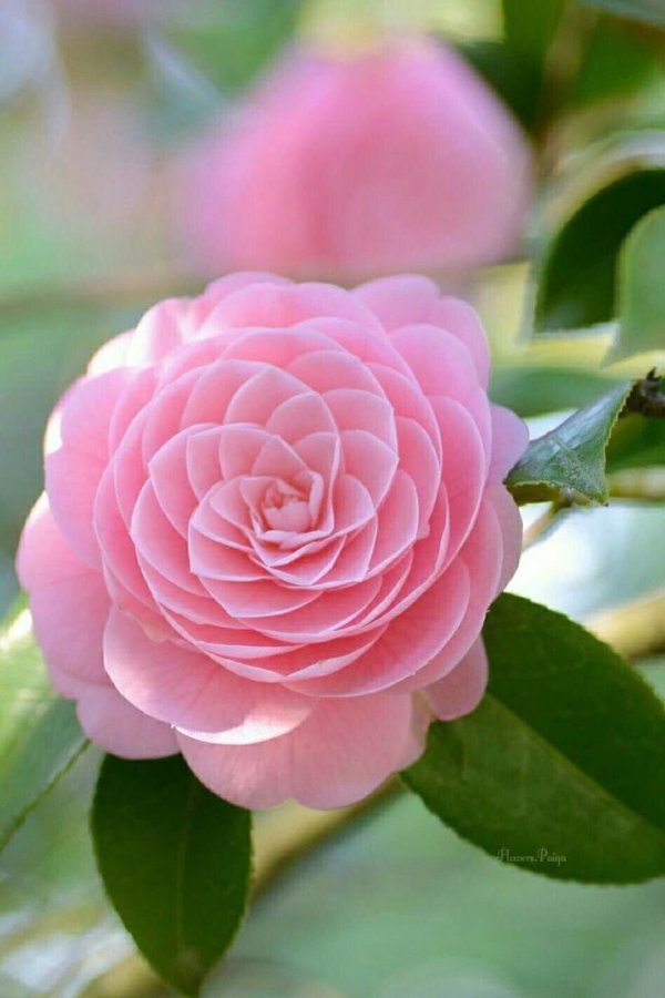 миддлемист камелия