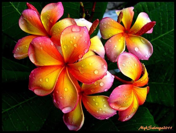 плюмерия гавайи