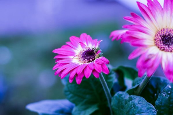 розовая гербера