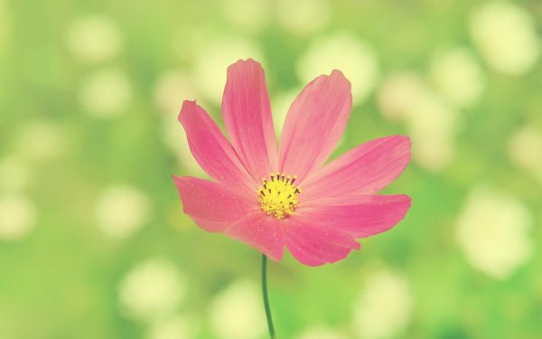 cosmos flower
