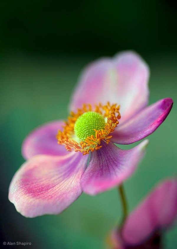 анемона японская прекокс