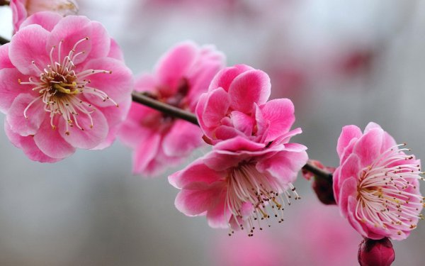 акация сакура