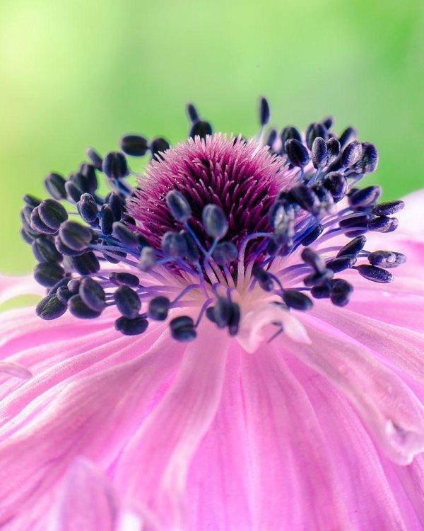 цветы красивая