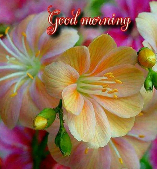 левизия котиледон