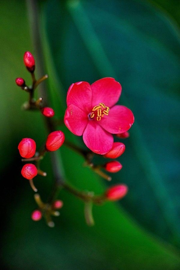 jatropha integerrima