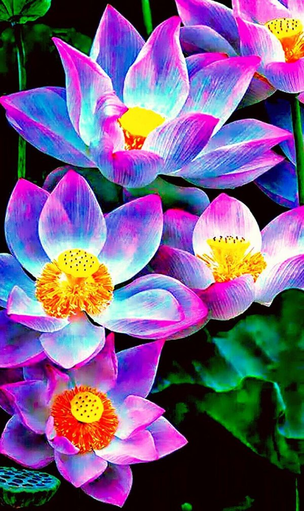 лотус фловер