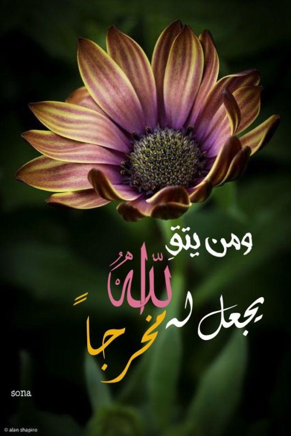 фотографии цветов красивые