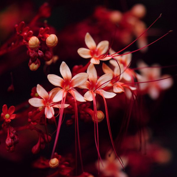 clerodendrum paniculatum