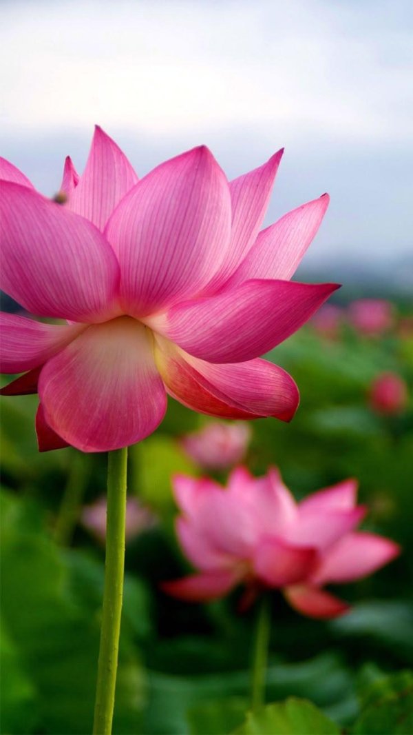 орехоносный лотос