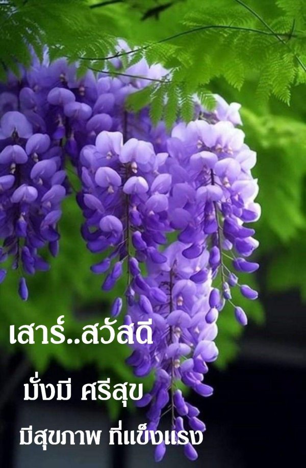 глициния фиолетовая