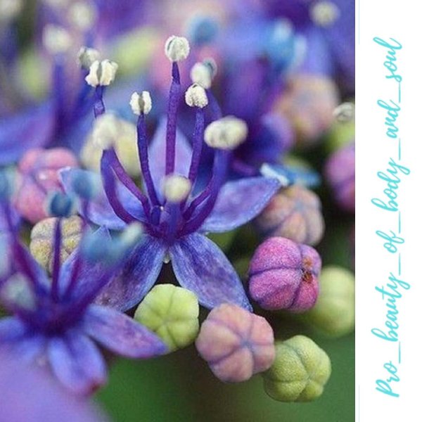 растения семейства