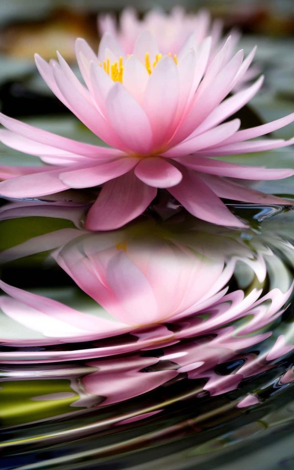 цветки лотоса