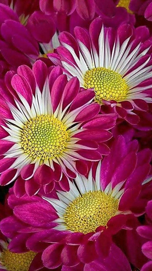 хризантема маргарита биколор