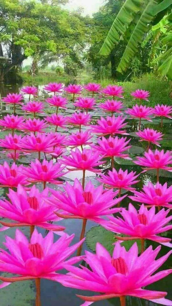 нимфея розовая сенсация