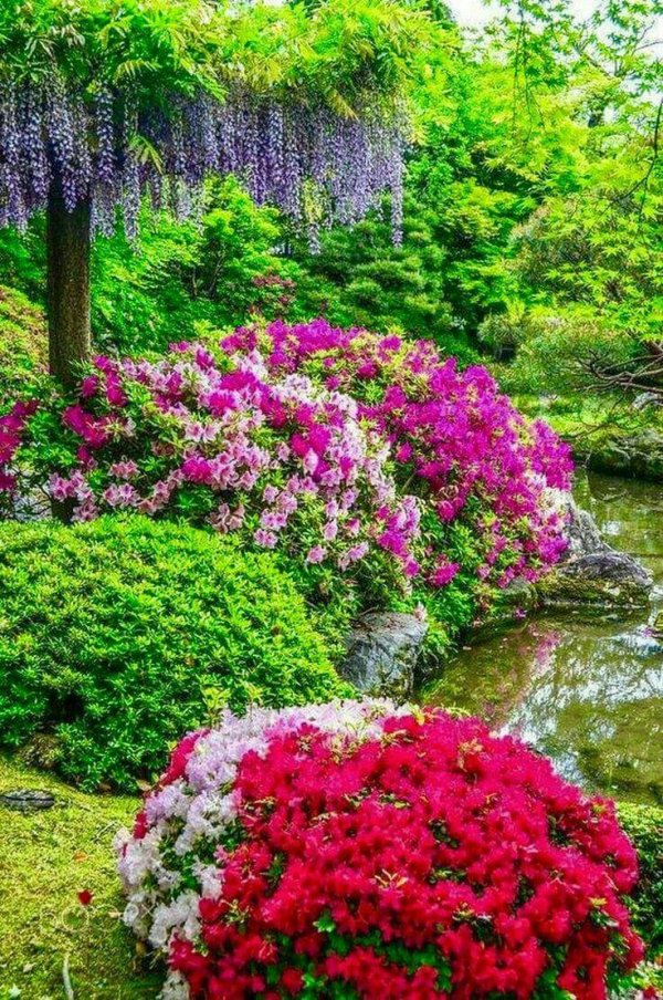 in a japanese garden