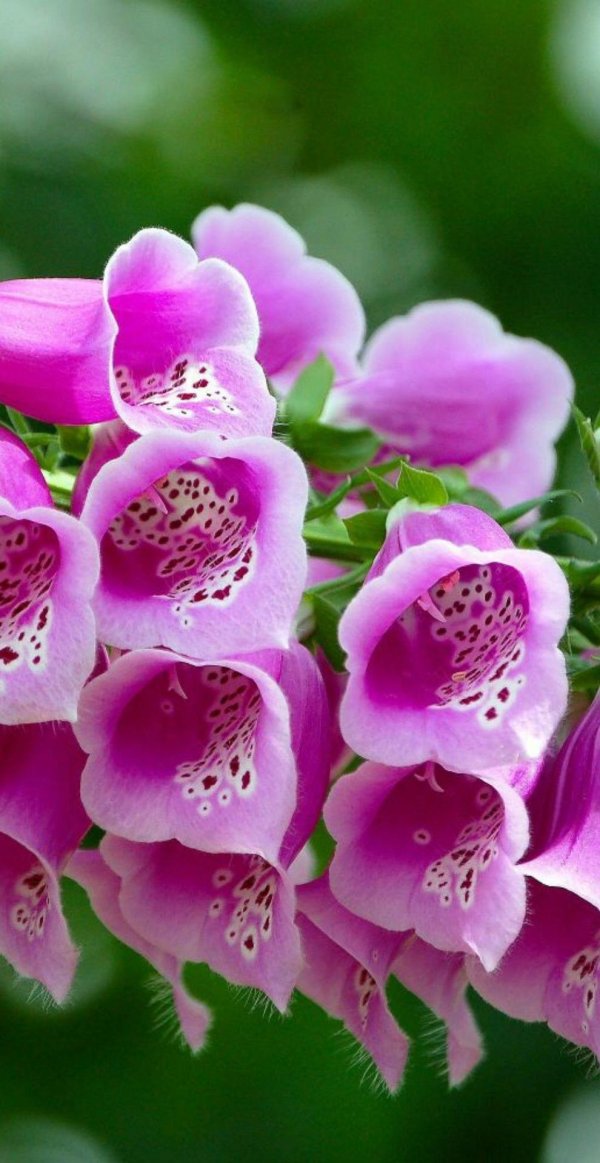 дигиталис наперстянка