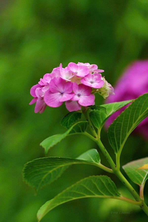 крупнолистная гортензия