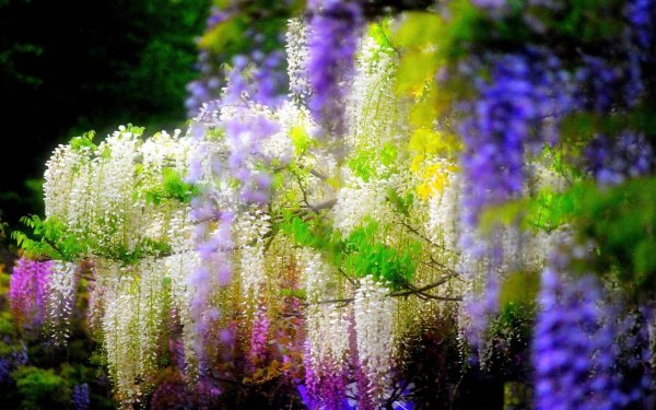 цветущая глициния