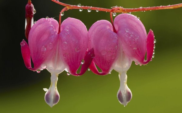 дицентра великолепная bleeding heart