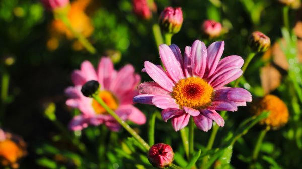 argyranthemum frutescens