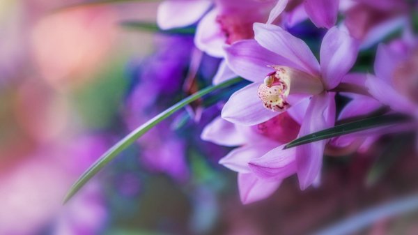 цимбидиум орхидея