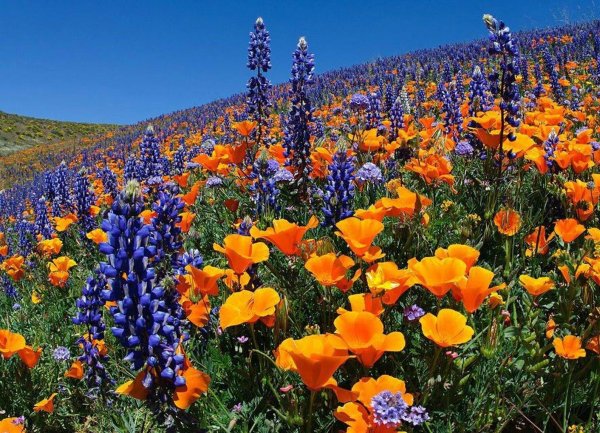 california wildflowers