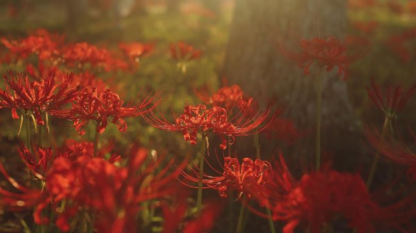 хиганбана ликорис