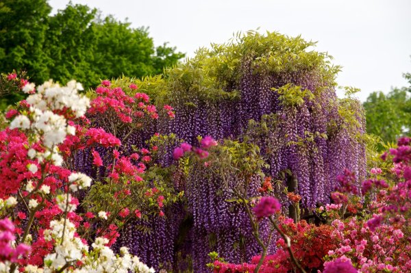 сад кавати фудзи