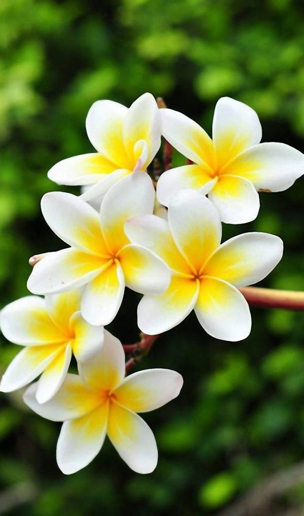 плюмерия франжипани