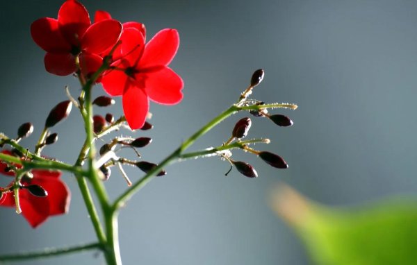 ятрофа integerrima