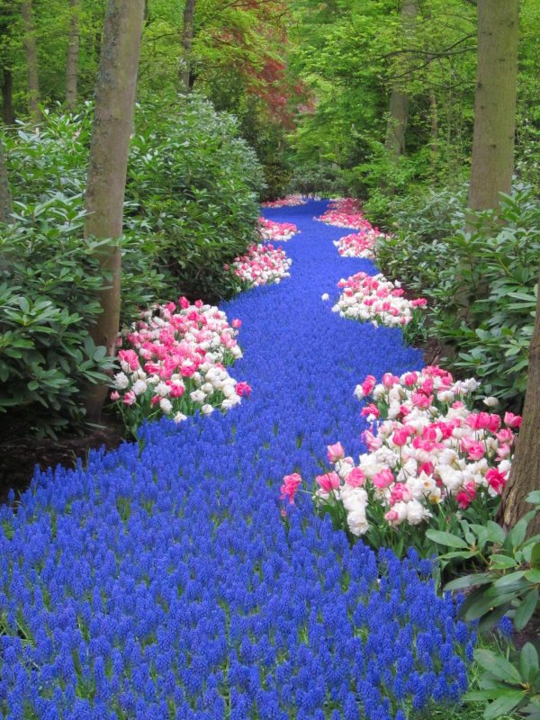 keukenhof gardens нидерланды
